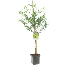 Perzikboom in pot