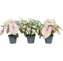 Drie Caladium planten in potten
