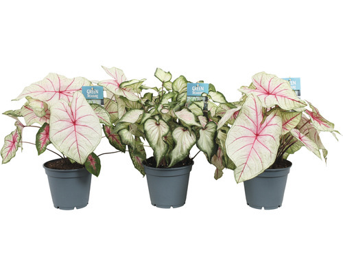 Drie Caladium planten in potten