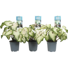 Drie Caladium planten in pot