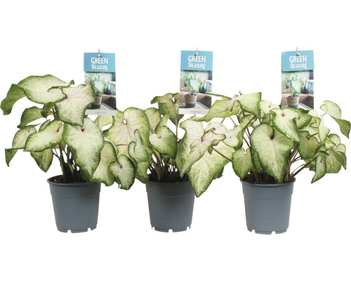Drie Caladium planten in pot