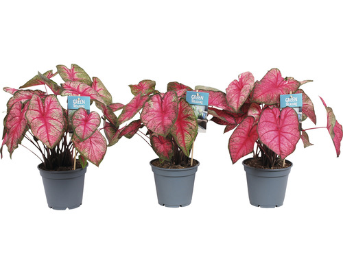Drie kamerplanten met roze bladeren in grijze potten