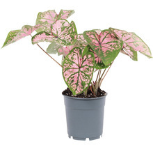 Caladium plant in pot