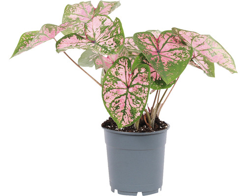 Caladium plant in pot