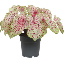 Kamerplant Caladium in een pot