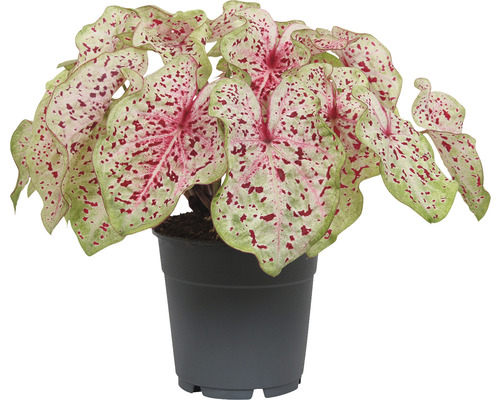 Kamerplant Caladium in een pot
