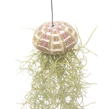 Hangende tillandsia in zee-egelschaal