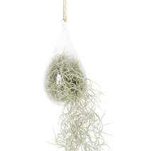 FLORASELF Spaanse mos Tillandsia Usneoidus
