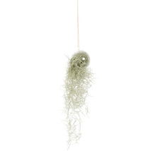 Hangdecoratie met Tillandsia mos in glazen bol