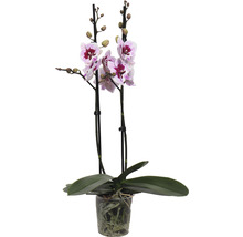 Orchidee in pot