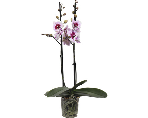 Orchidee in pot