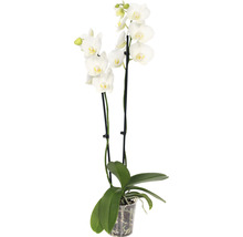 FLORASELF Orchidee Phalaenopsis Independence 2 Tak potmaat Ø 12 cm H 50-60 cm-thumb-0