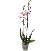 FLORASELF Orchidee Phalaenopsis Magic Art 2 Tak potmaat Ø 12 cm H 50-60 cm-thumb-0