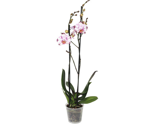 FLORASELF Orchidee Phalaenopsis Magic Art 2 Tak potmaat Ø 12 cm H 50-60 cm-0