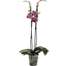 Orchidee in pot