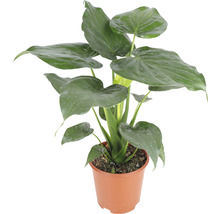 Kamerplant met hartvormige bladeren in pot