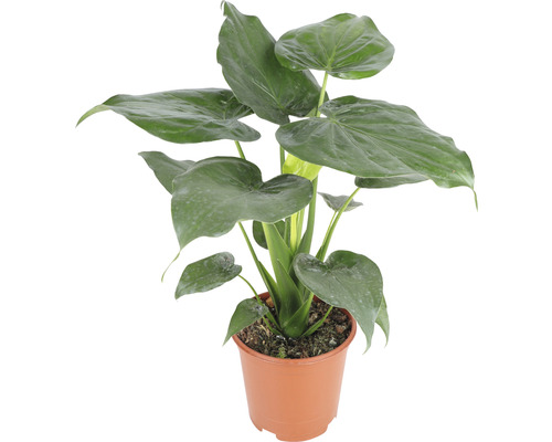 FLORASELF Olifantsoor Alocasia Cucullata potmaat Ø 21 cm H 90-100 cm