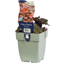 Heuchera Fire Chief in pot
