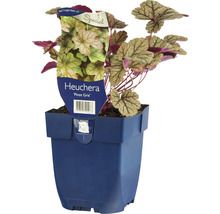 Heuchera ''Pinot Gris'' in pot