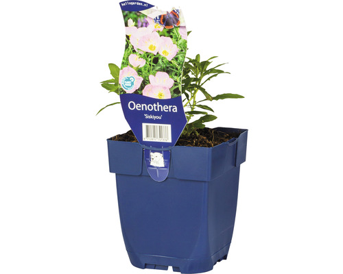 FLORASELF Teunisbloem Oenothera-Cultivars 'Siskiyou' Ø 11 cm