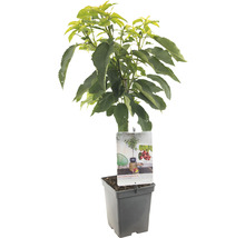 Zuilkers in pot met etiket