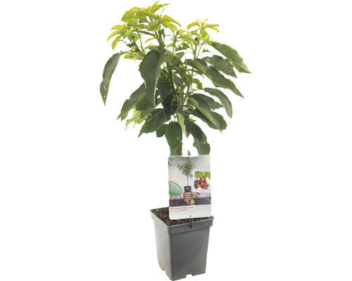 Zuilkers in pot met etiket