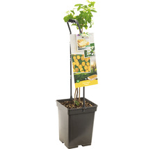 FLORASELF Framboos Rubus idaeus 'Fallgold' potmaat Ø 18 cm H 25 cm