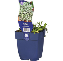Aster eric. ''Snowflurry'' plant in pot