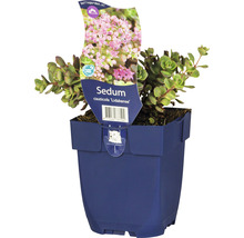 Sedum cauticola ''Lidakense'' vetkruid in pot
