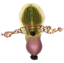 Venusschoentje orchidee bloem
