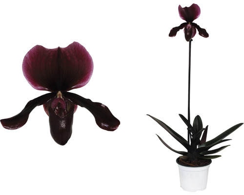 Donkere venusschoenorchidee in pot, close-up van de bloem