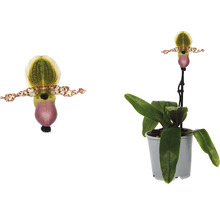 Venusschoentje orchidee in pot