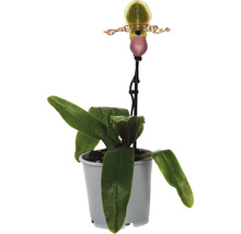Venusschoentje orchidee in pot met groene bladeren en een enkele bloem.