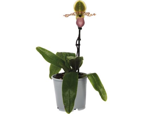 Orchidee Paphiopedilum Pinocchio potmaat Ø 12 cm H 30-35 cm