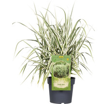 FLORASELF Reuzenriet Arundo donax 'Variegata' potmaat 6 liter H 30-100 cm