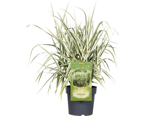 FLORASELF Reuzenriet Arundo donax 'Variegata' potmaat 6 liter H 30-100 cm Siergras in pot in een zwarte pot