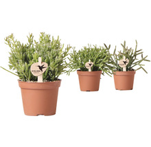Drie Rhipsalis planten in potten met Kolibri Greens logo.