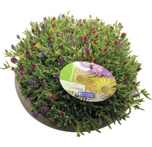 Delosperma plant met bloemen in pot