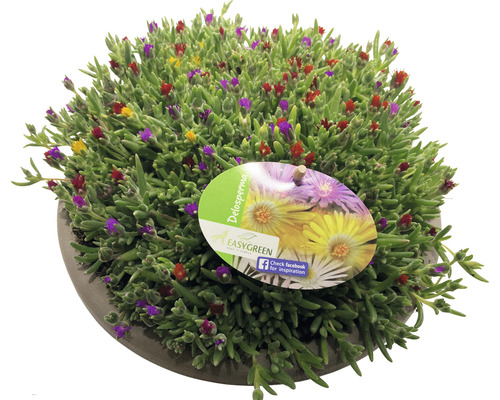 Delosperma plant met bloemen in pot