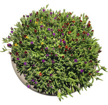 Succulente plant met kleurrijke bloemen in pot