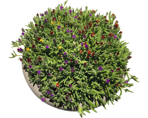 Succulente plant met kleurrijke bloemen in pot