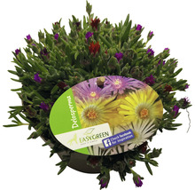 Delosperma plant in pot met etiket