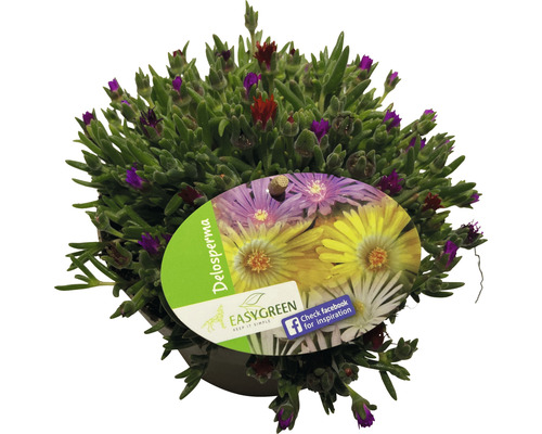 Delosperma plant in pot met etiket