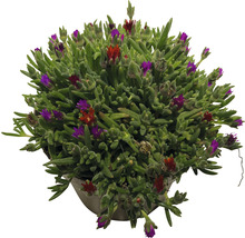 Delosperma Cooperi plant in pot met rode en paarse bloemen