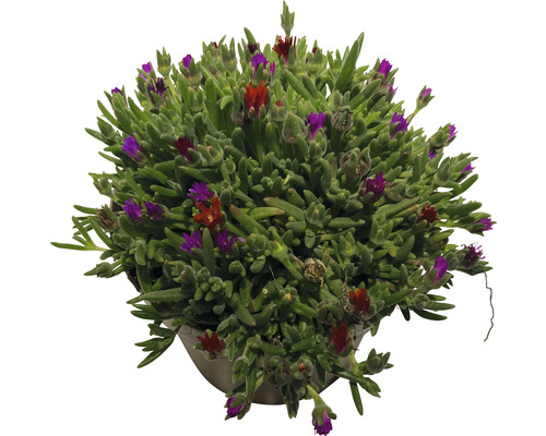 Delosperma Cooperi plant in pot met rode en paarse bloemen