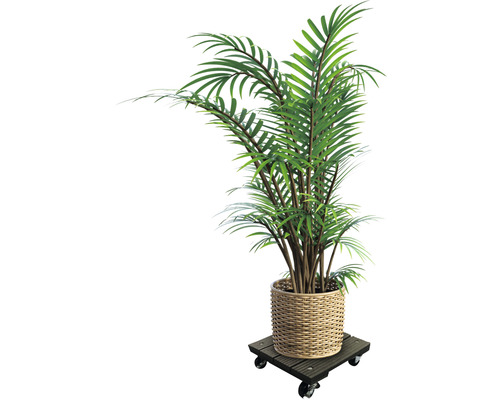Kamerplant in een mand op een plantenroller