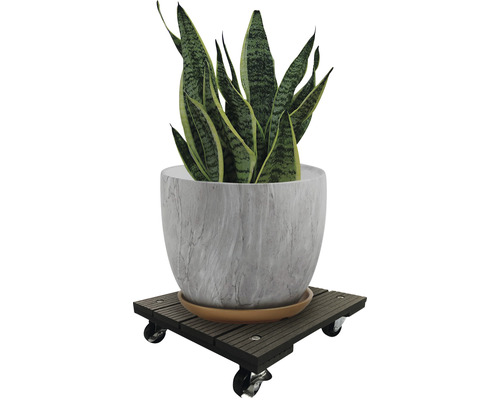 Kamerplant in een pot op een plantenroller