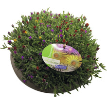 Delosperma plant in pot met Easy Green logo