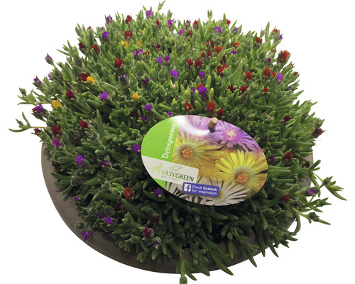 FLORASELF Ijsbloem Delosperma-Cultivars 'Mix' potmaat Ø 25,0 cm H 5-15 cm Delosperma plant in pot met Easy Green logo