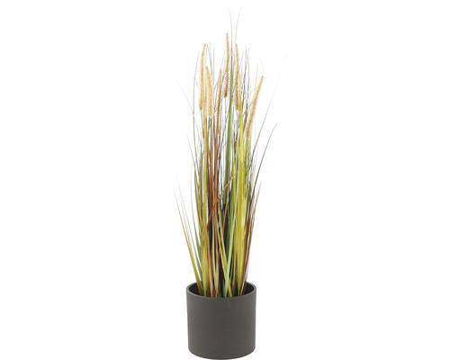 Siergras in pot